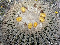 Kroenleinia grusonii v. albispina ©JLcoll.1139